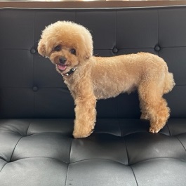 �����Đ��i�Ȃ��j�i�g�C�v�[�h���j2